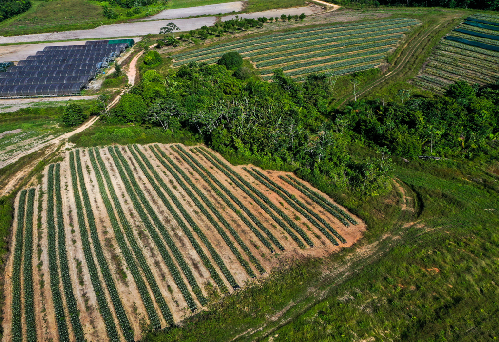 Champ d'ananas en Guyane – Investissement agricole avec Solutis Finances pour une défiscalisation avantageuse.